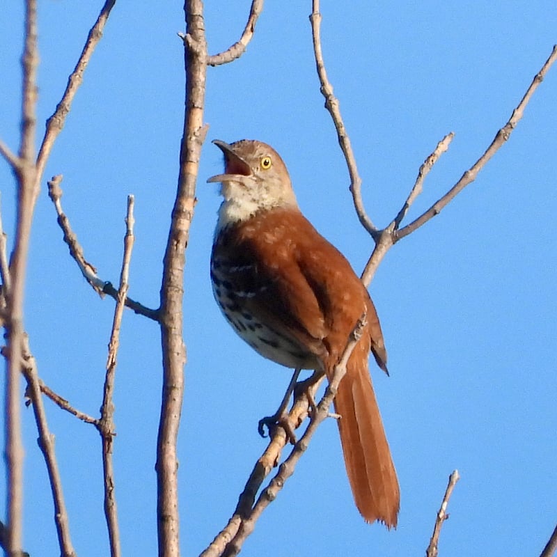 Brown Thrasher / Photo by Steve Dietz