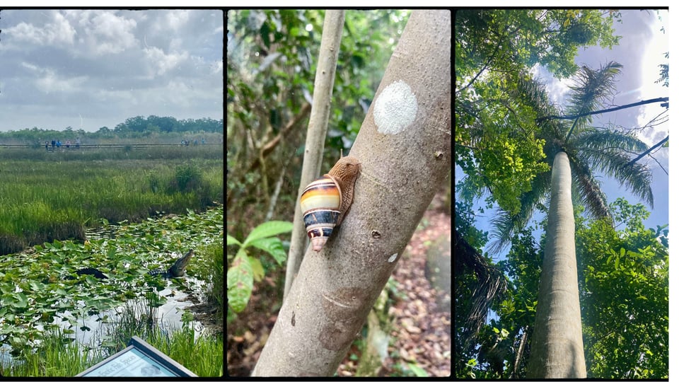 photo grid with 3 pictures. L-R: a swamp with people on a boardwalk in the background, and a pretty big gator sticking his head up in the foreground; a snail on a tree with a beautiful orange, yellow, and black-striped shell; upward shot of a huge royal palm tree.
