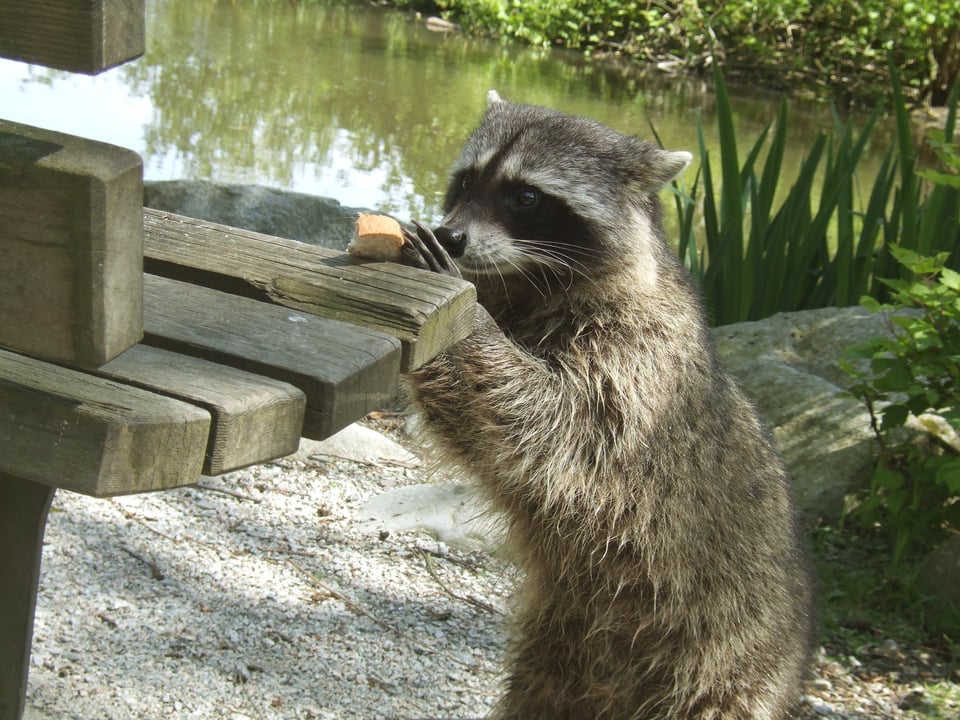 A raccoon at a park bench, picking a piece of bread off it