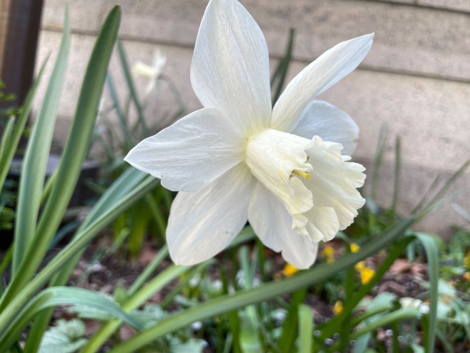 A ghostly-pale single daffodil flower, viewed from a 3/4 side angle.