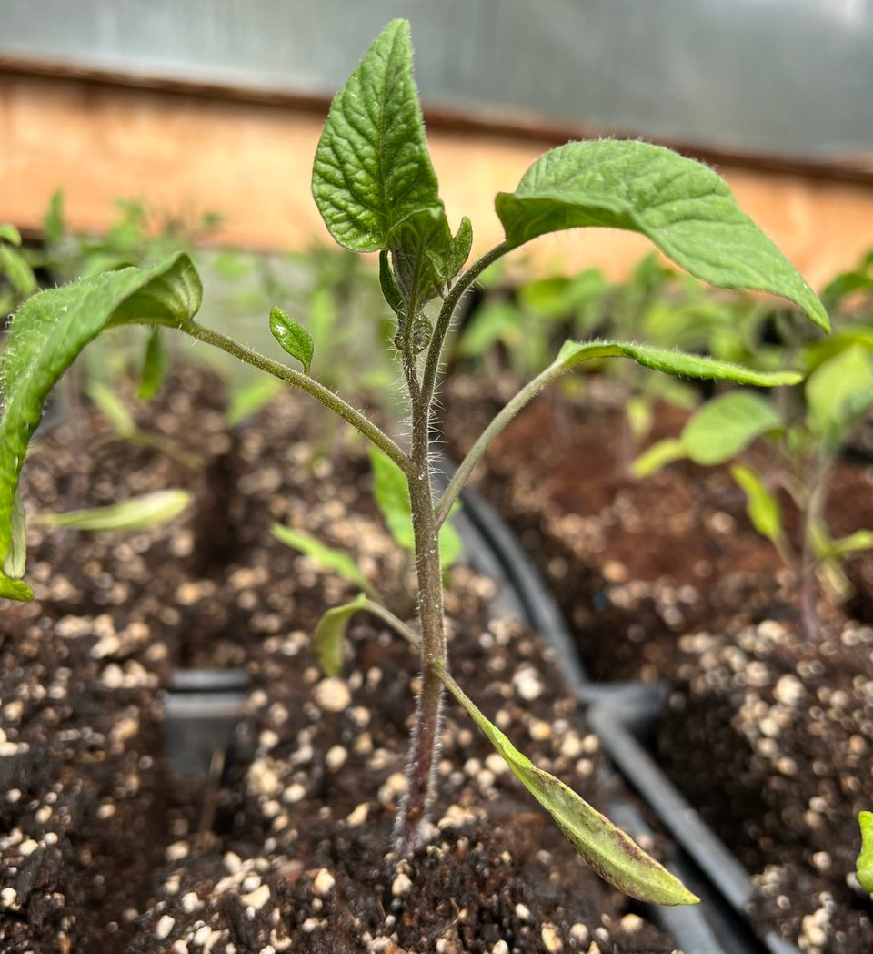 Dancing stupice tomato start