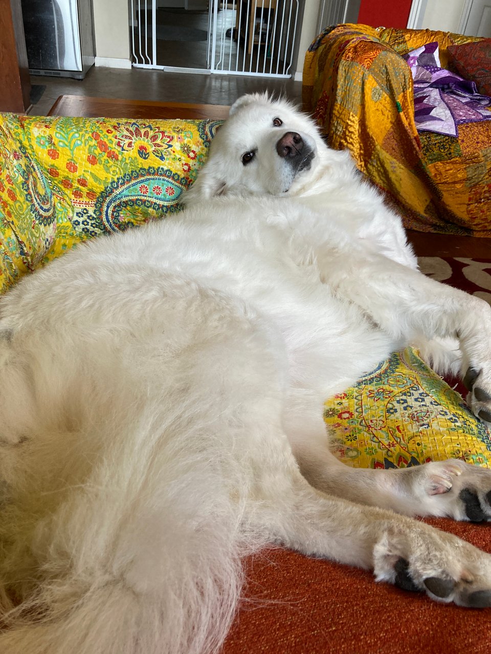 A big floofy white dog reclines on a sofa, looking over her shoulder.