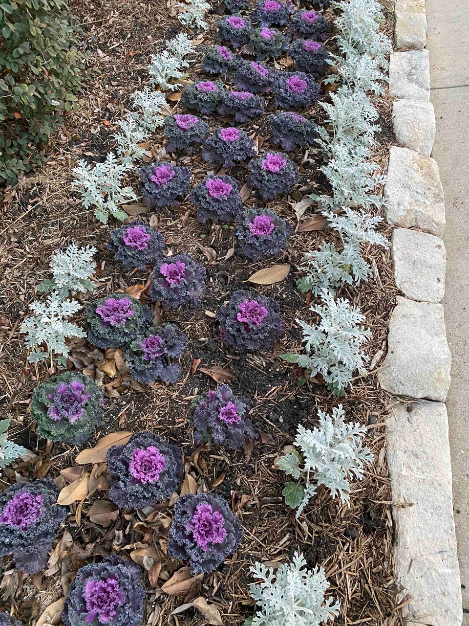 verdant plants outside in February!!