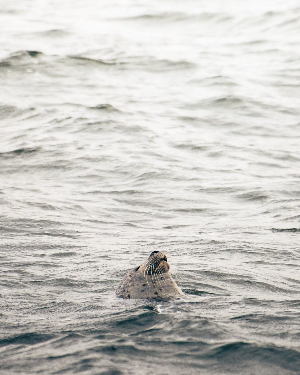 a phot of a harbor seal poking its little face out of the waves