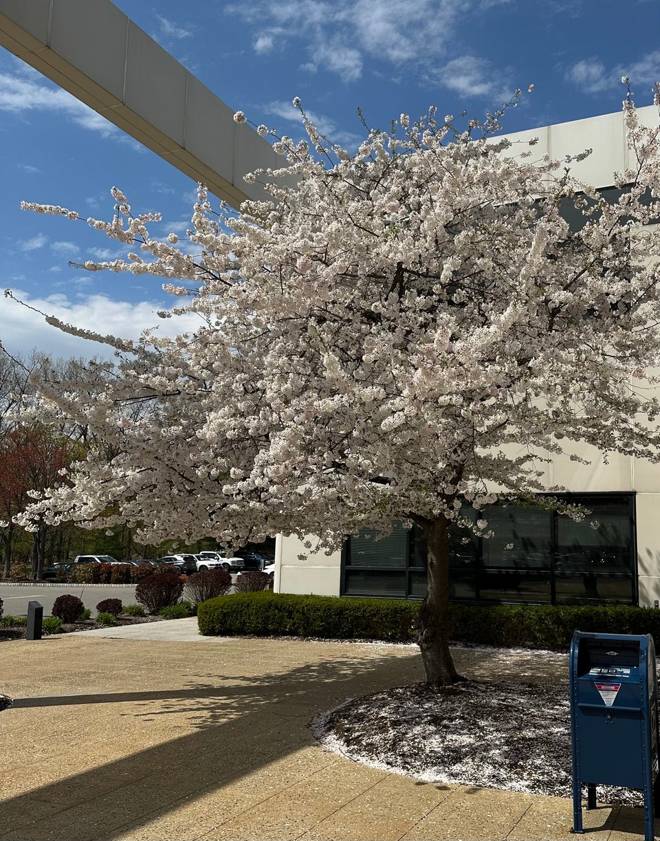 photo of a tree with white blossoms in front of a white concrete building, with a mailbox in the foreground
