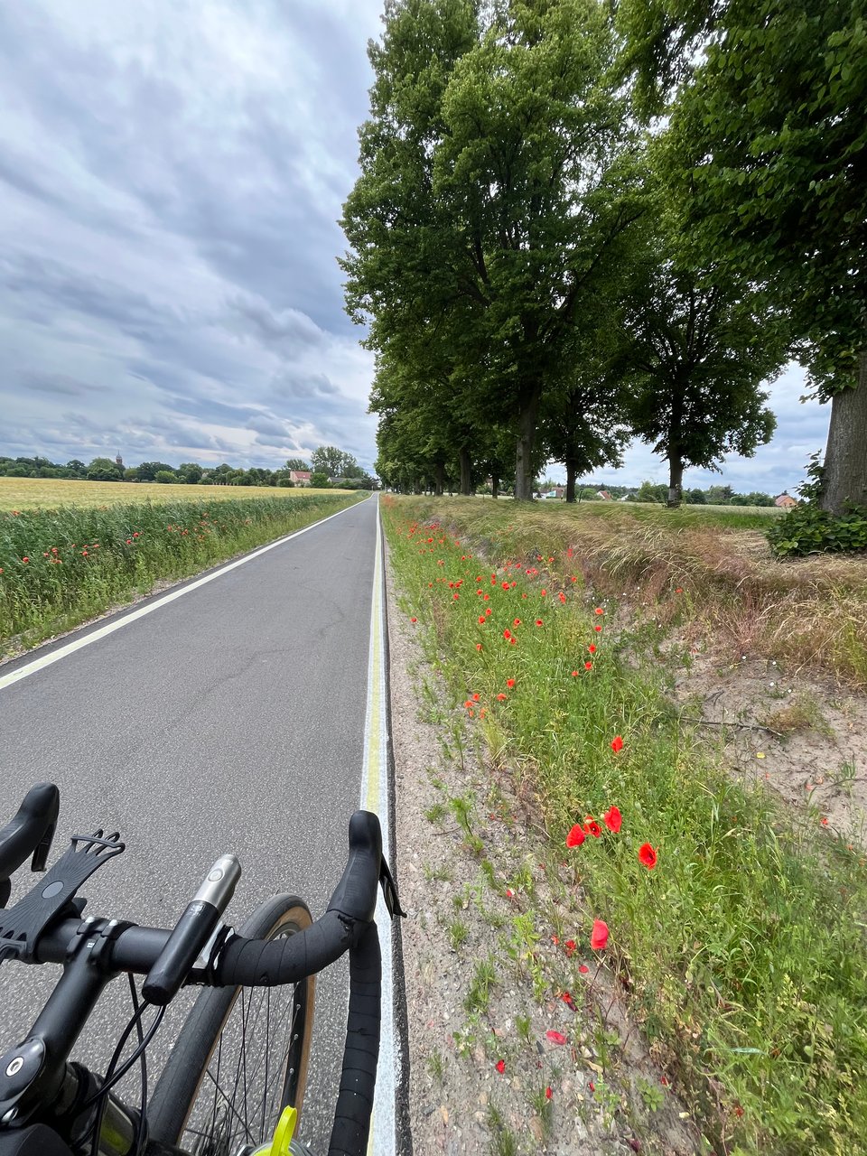 A bike pointing along a smooth paved cycleway with a grassy verge and a few red poppies.