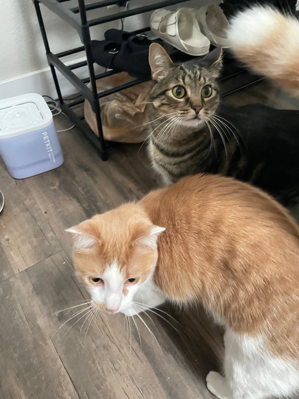 Timmy and Georgino excited for food