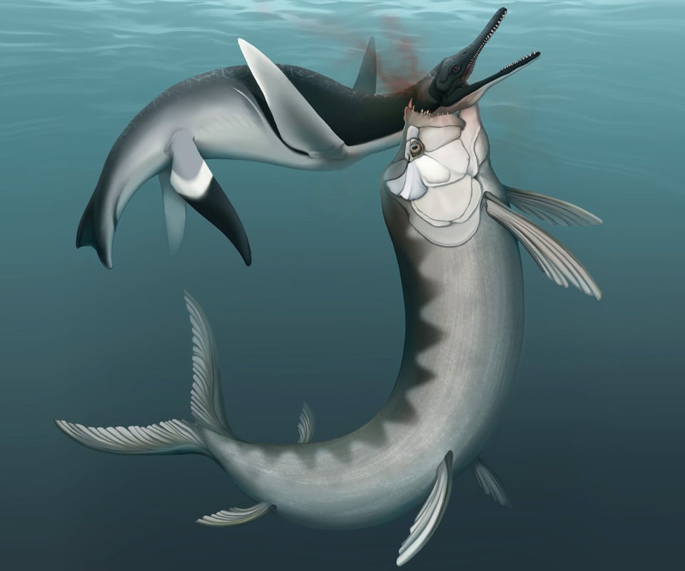 Art of a large, tarpon-like fish biting the neck of a snouty plesiosaur near the surface of a Cretaceous sea.