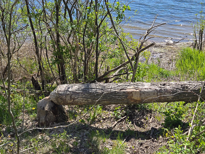 One of several oaks felled by beavers along the Pleasant Valley Lakelet (Frontenac Pond) trail. / Photo by Pamela Miller