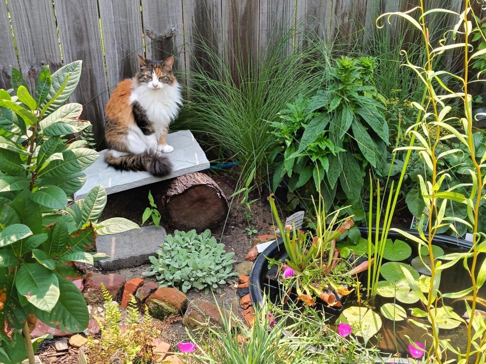 A long-haired calico cat sitting in a lush little garden with a pond.