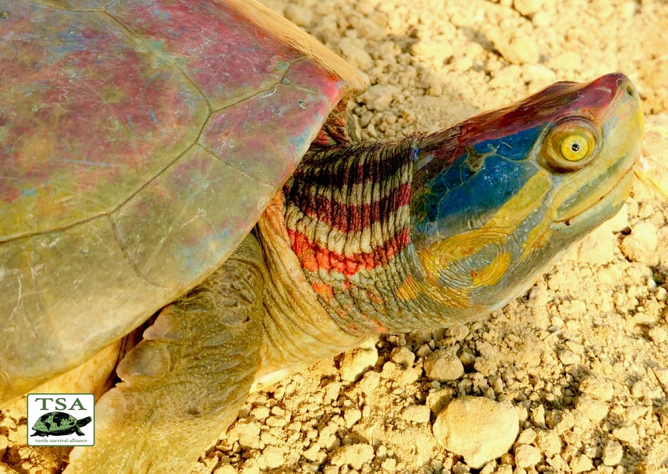 How Violence Helped A Turtle Species Cling to Life