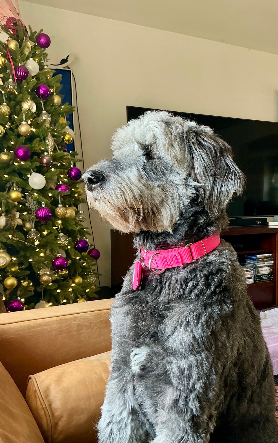 photo of gray aussiedoodle sitting up on a light brown leather couch, with a Christmas tree in the background, decorated with purple & gold ornaments