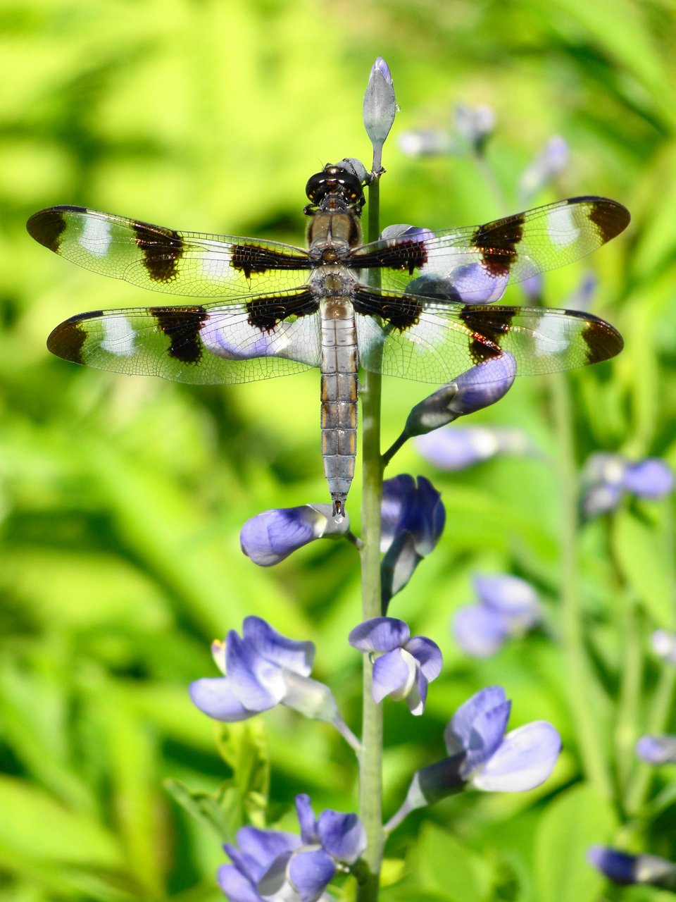Large dragonfly with a thick, blue-gray body and transparent wings with black spots. It is perched vertically on a stalk of wild indigo with small blue flowers, and there is green foliage blurred in the background.