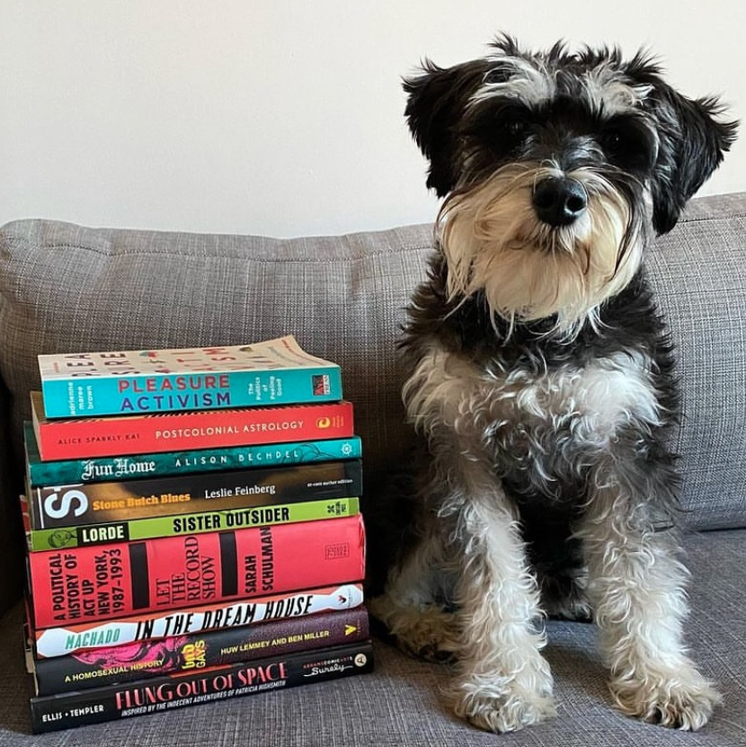 Dexter, a black, white, and gray mini schnauzer, sits with his head slightly tilted next to a stack of queer books on a grayish couch.