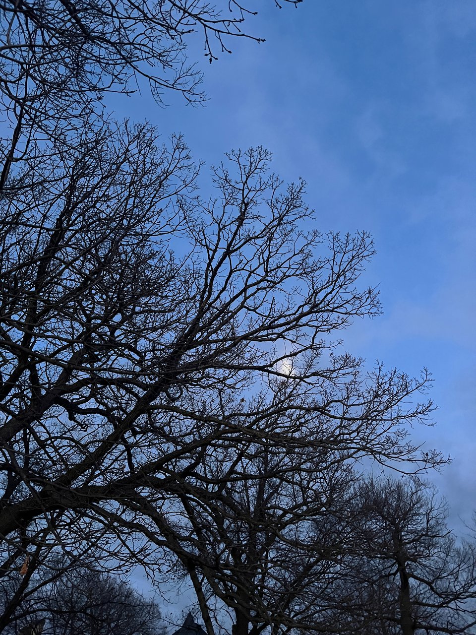blurry moon behind thick dark branches in blue evening sky