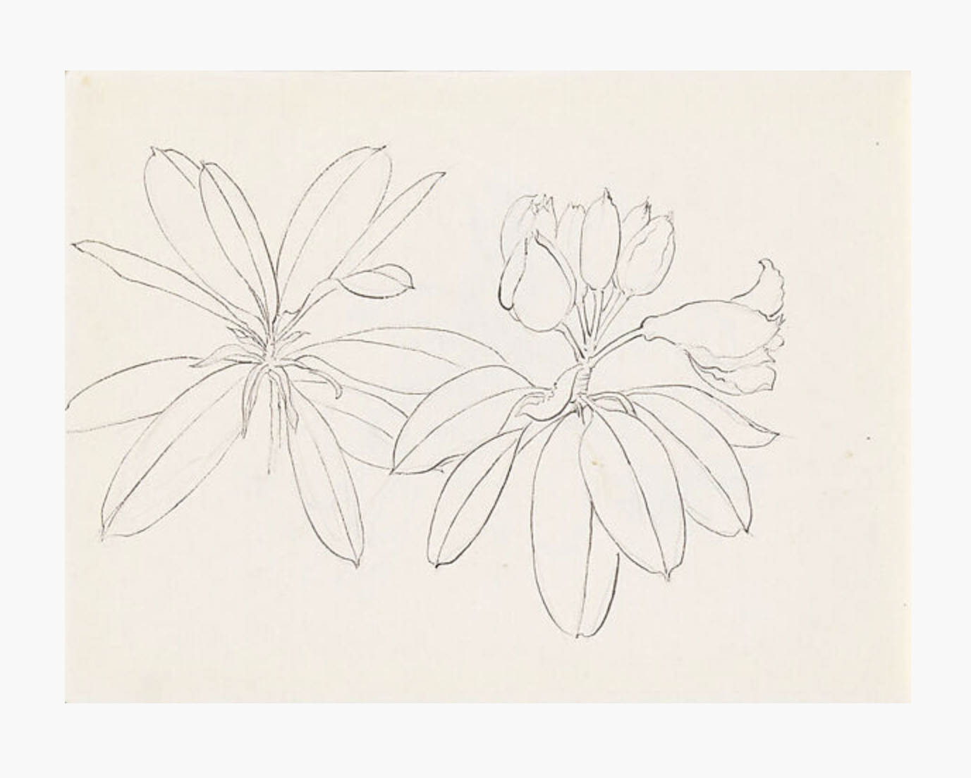 Pencil on paper drawing of two clusters of rhododendron flowers and leaves.