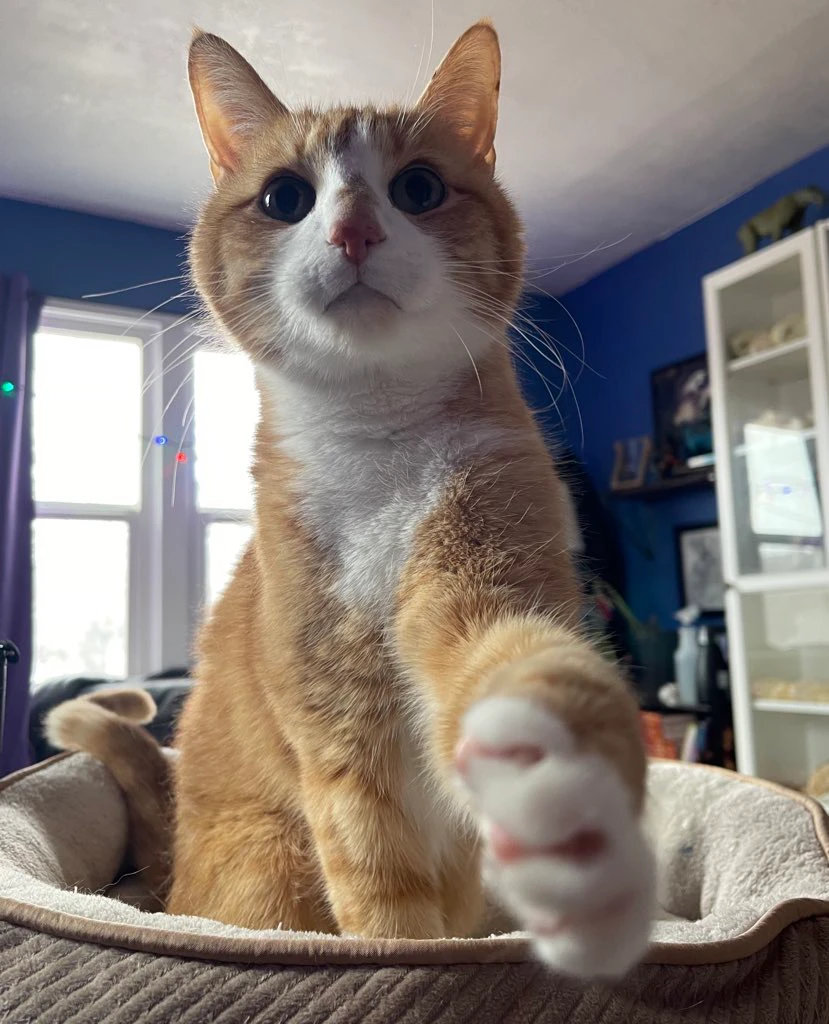 Hobbes the orange and white tabby cat sitting in a cat bed and holding out his paw.