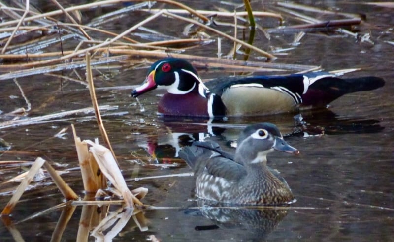 A Wood Duck drake and hen. These gorgeous birds nest in tree cavities, raising one brood of 10 to 15 young per year. / Photo by Bruce Ause