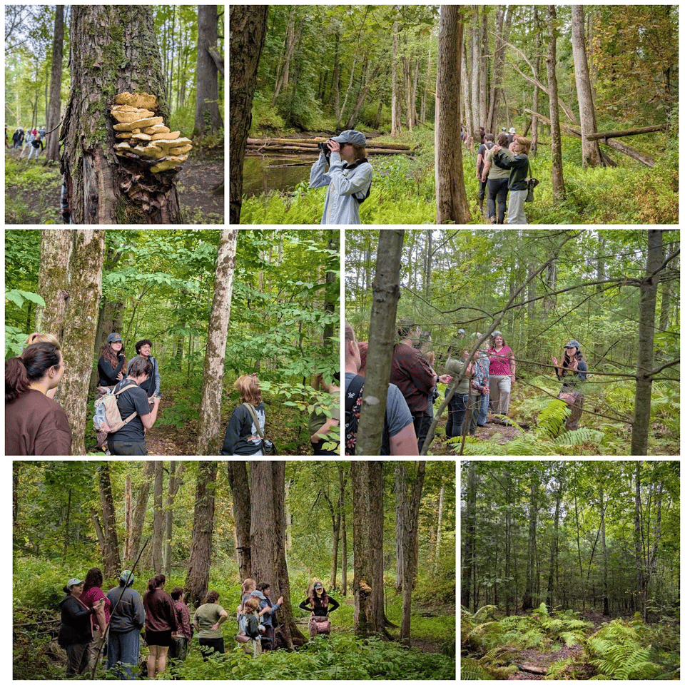 Some photos from our artist-led nature walk at Cicero Swamp