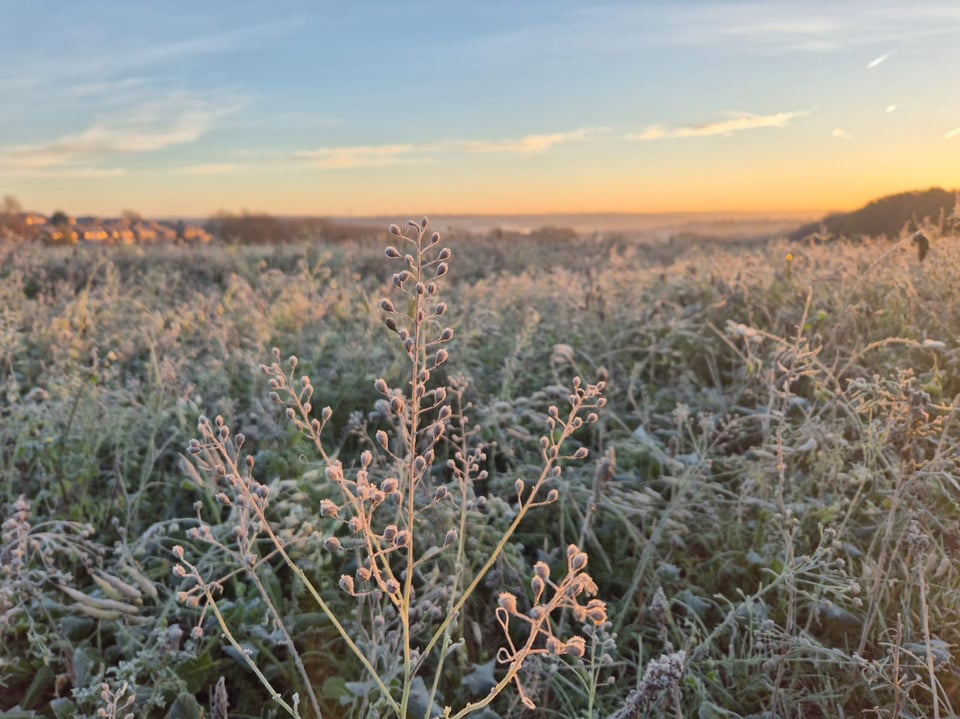 Bramley Common November 2025
