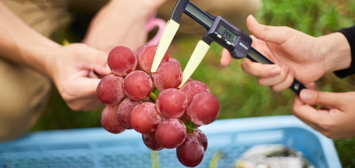 Ruby Roman grapes being measured with a caliper