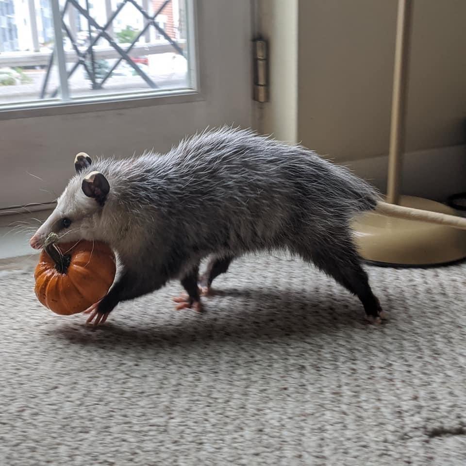An opposum is walking across a carpeted floor while holding a small decorative pumpkin in its snout