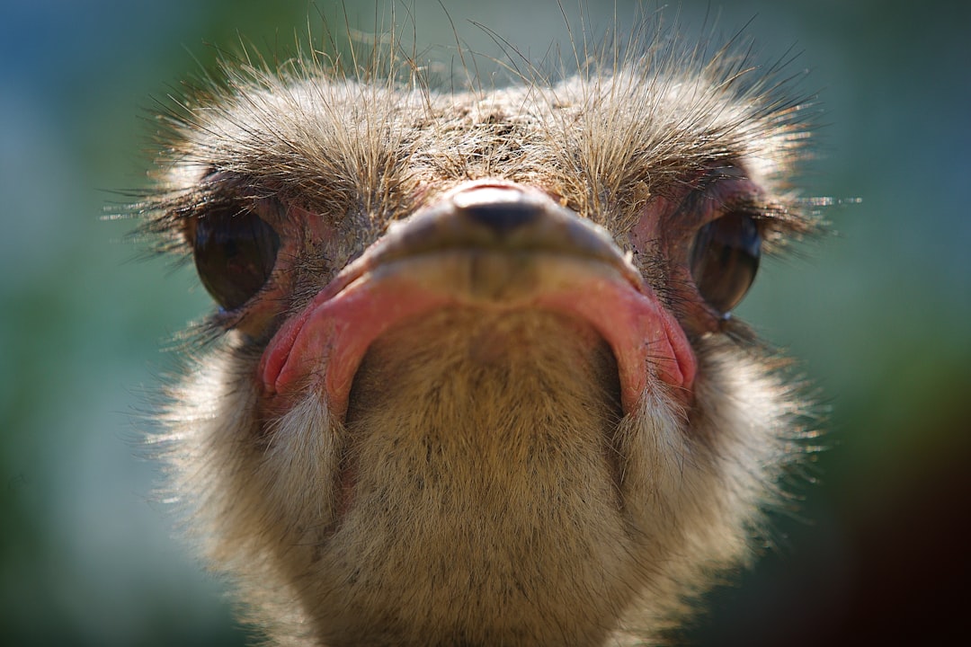Wees geen struisvogel