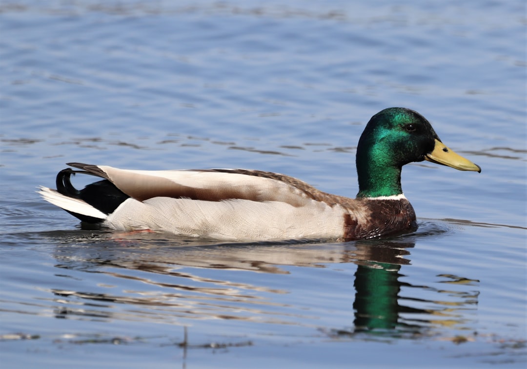 a duck swimming in water